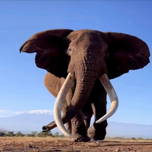 Omondi